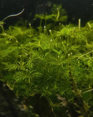Limnophila sessiliflora Pianta Acquario
