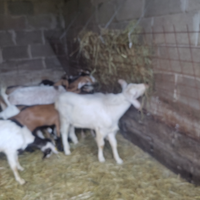 Disponibili capretti