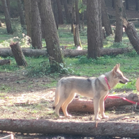 Cuccioli appena nati