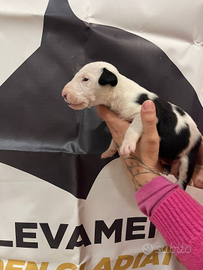 Cucciola di bull terrier