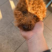 Barboncino red per monta