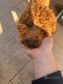 Barboncino per monta