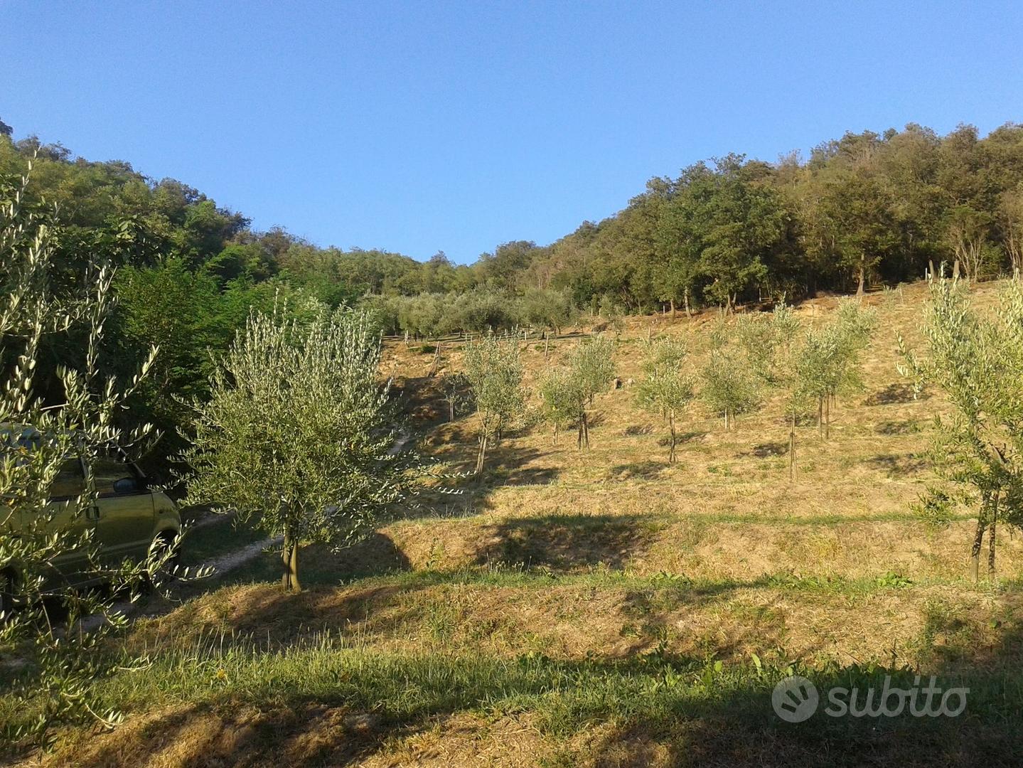 Terreno a oliveto e bosco - Vista 2