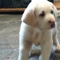 Cuccioli di pastore dell' Asia centrale