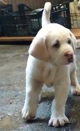 Cuccioli di pastore dell' Asia centrale