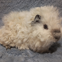 Cucciolo Cavia di razza Lunkarya california