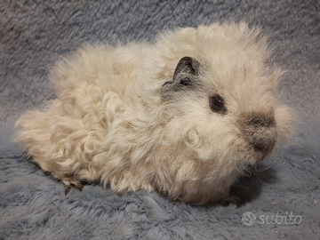 Cucciolo Cavia di razza Lunkarya california