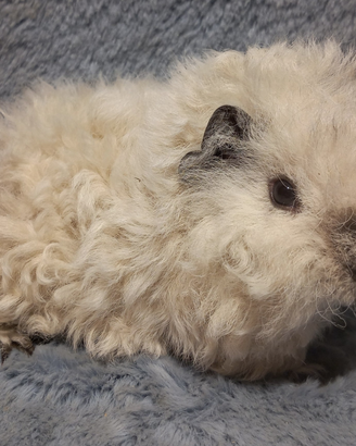 Cucciolo Cavia di razza Lunkarya california