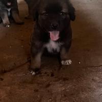 Disponibili cuccioli pastore del Caucaso