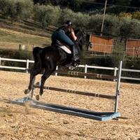 Cavallo sportivo