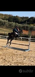 Cavallo sportivo