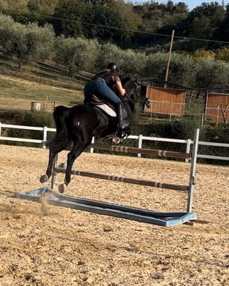 Cavallo sportivo