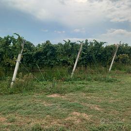 TERRENO AGRICOLO CON VIGNETO 
