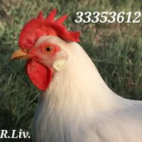 Galline Livornesi in purezza