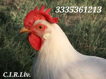 Galline Livornesi in purezza