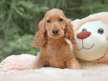 Cucciola di Cocker