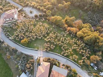 Terreno con Uliveto di circa 7000 mq