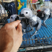 Pullo di pappagallo cenerino