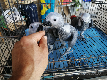 Pullo di pappagallo cenerino