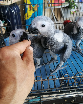 Pullo di pappagallo cenerino