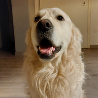 Golden retriever maschio per monta