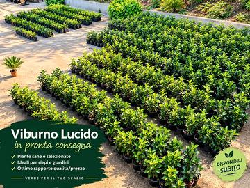 lauroceraso viburno lucido ( Prunus Laurocerasus