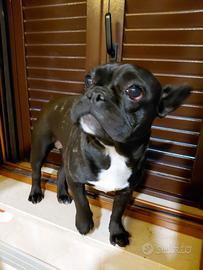 Bulldog francese