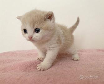British Shorthair cucciolo