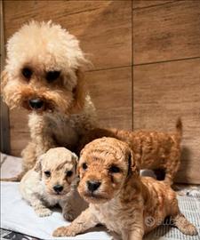 Barboncino toy albicocca