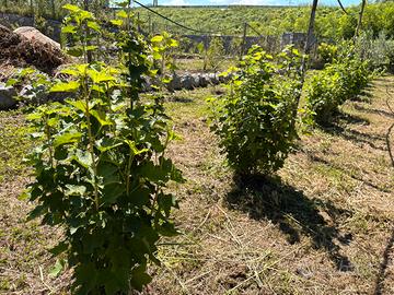 Piante di ribes