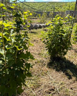 Piante di ribes
