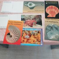 cartoline museo Malacologico di Cupra 