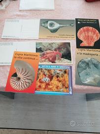 cartoline museo Malacologico di Cupra 