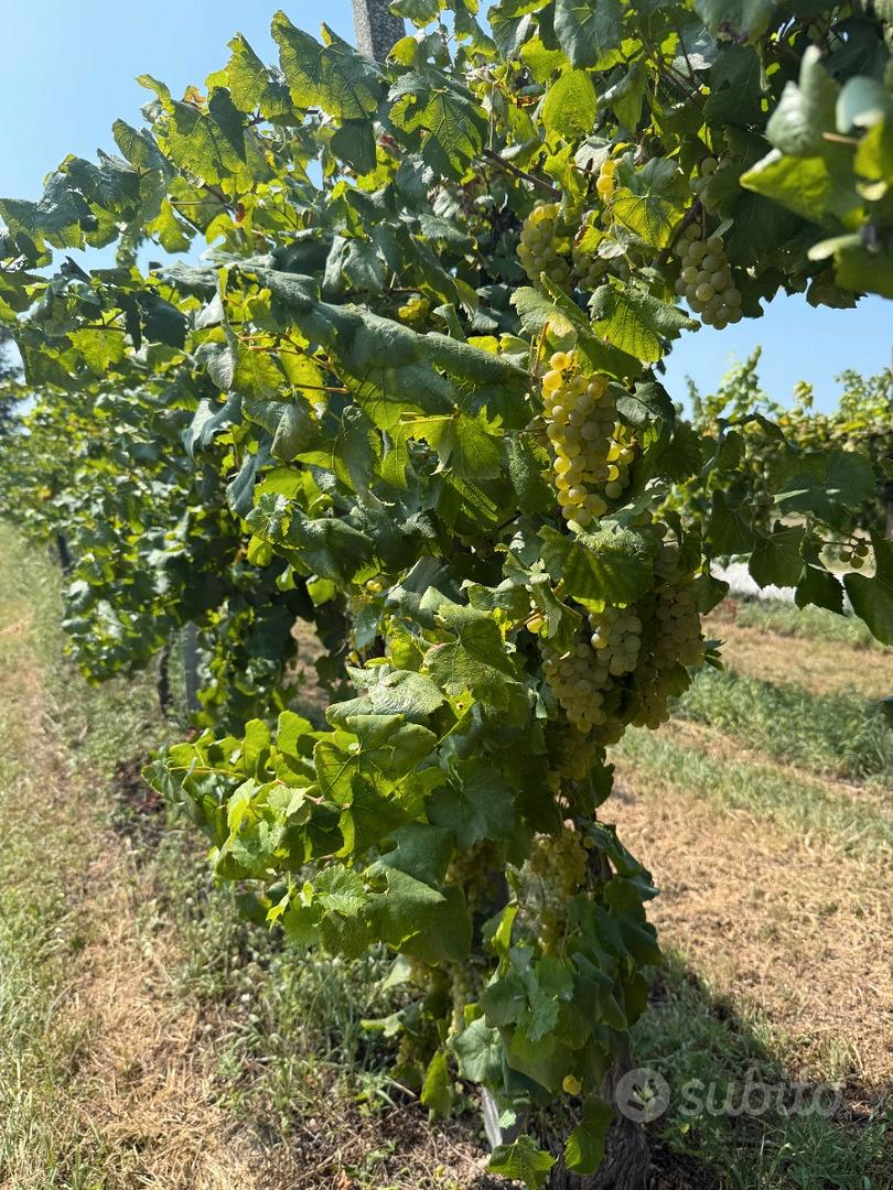 Vigneto PINOT BIANCO - Vista 3
