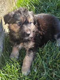 Cuccioli in adozione