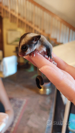 Cucciolo petauro dello zucchero