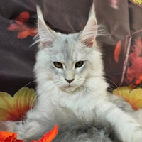 LEGGETE SOTTO Maine Coon CARRIER SHADED