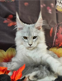 LEGGETE SOTTO Maine Coon CARRIER SHADED