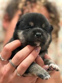 Shiba Inu