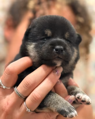 Shiba Inu