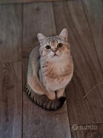 Gatto scottish