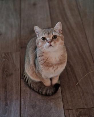 Gatto scottish