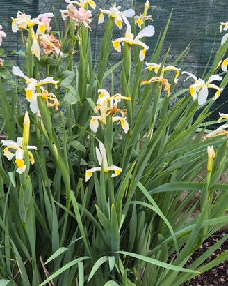 10 piante iris 