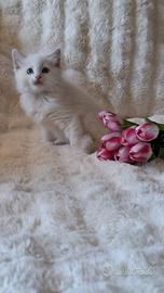 Ragdoll con Pedigree