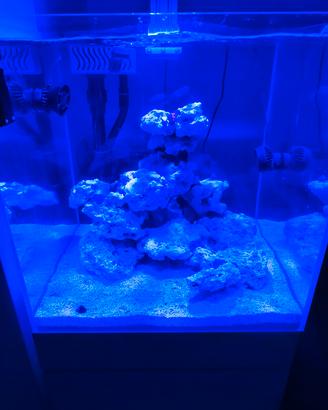 Acquario Marino Aqpet 50x50
