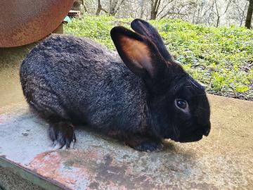 Conigli riproduttori varie razze