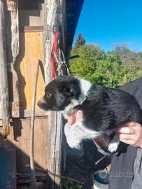 Cucciolo border collie