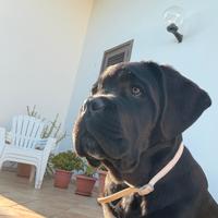 Cane corso