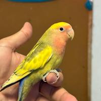 Inseparabile allevate a mano