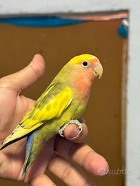 Inseparabile allevate a mano